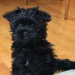 tino.martini profile picture