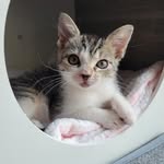 tiny.paws.fosters profile picture