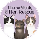 tinybutmightykittenrescue profile picture