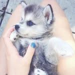 tiny_dogs profile picture