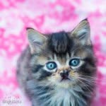 tinykittenshq profile picture