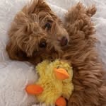 tinyytallulahh profile picture