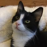 tipperswobblykitty profile picture