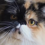 tiramisu.meow profile picture