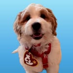 titoeldoodle profile picture