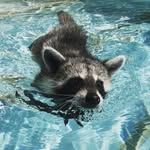 titotheraccoon profile picture