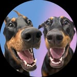 titus.the.doberman profile picture