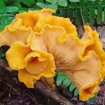 tivolimushrooms profile picture