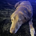 tjwuollet profile picture