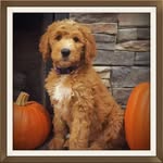 tlcbythelake profile picture