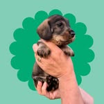 toad.trufflet profile picture