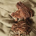 toad_trio profile picture