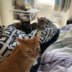 toast_cats profile picture
