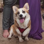 toastthecorgi profile picture