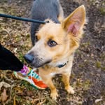 toasttherescue profile picture