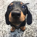 toast_thesnag profile picture
