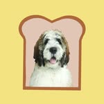 toast_the_stberdoodle profile picture