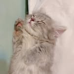 tobababe profile picture