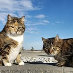 tobeeandcrook profile picture