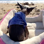 tobiessmalldogrescue profile picture