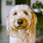 tobyisadoodle profile picture