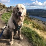 toby_swampdog profile picture