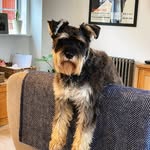 tobywisemanuk profile picture