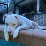 toddlangston profile picture