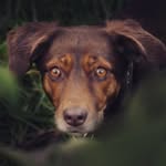 toffee_pixie_loto profile picture