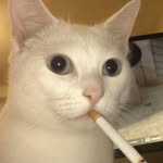 tofu.miatand profile picture