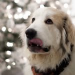 tofu.the.great.pyrenees profile picture