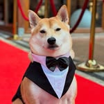 tofucooldoge profile picture