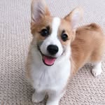 tofu_corgi profile picture