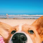 tofuthedestroyer profile picture
