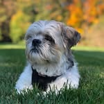 tofuthepup profile picture