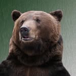 tom.bear.tom profile picture