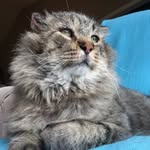 tomcatbelvedere profile picture