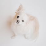 tomithechi profile picture