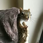 tommyredsquirrel profile picture