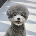 tomoko_misumi_tchaiko profile picture
