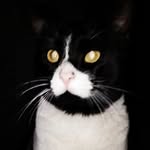 tomtomy_family profile picture