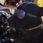 tonybagofdonuts10 profile picture