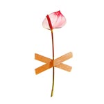 tony_farfalla profile picture