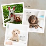 toopi_bear_star profile picture