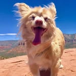 toothfairypixie profile picture