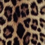 toppaldn profile picture