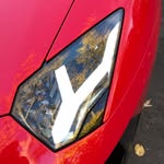 torontocarnut profile picture