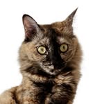 tortieprincessmarbie profile picture