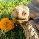 tortugastierra8 profile picture