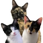 torty_trio profile picture